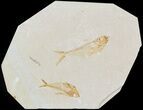 Two Diplomystus Fossil Fish Plate - Green Giver Formation #45860-1